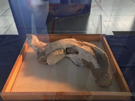 Archéozoologie